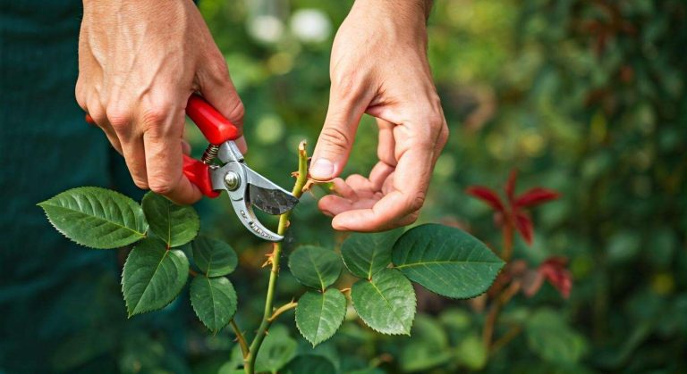 Comment tailler les gourmands des rosiers et pourquoi c'est important