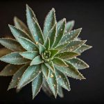 Que faire quand une plante d'intérieur a des cochenilles ?