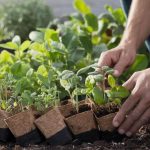 Comment acclimater les jeunes plants avant de les mettre en pleine terre