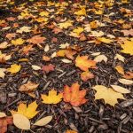 Mon paillage d'automne à 0 euro que tous mes voisins me copient désormais pour un jardin sans aucune corvée