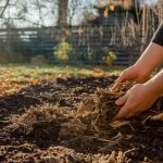 Cette technique simple d’automne rend la terre meuble et fertile sans passer par le bêchage