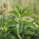 Cette plante aromatique pousse comme de la mauvaise herbe sur le balcon et résiste à des températures négatives