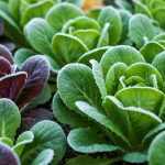 Je sème cette salade d'hiver en septembre : elle résiste au gel et je la récolte jusqu'en mars sans effort