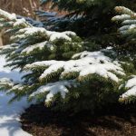 Cette astuce gratuite avec des branches de sapin protège vos massifs fragiles tout l’hiver