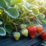 Ce geste simple en novembre évite que vos fraisiers ne meurent sous le froid hivernal